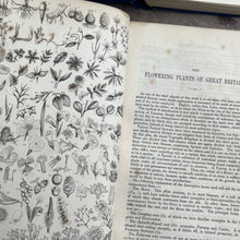 Load image into Gallery viewer, Flowers Plants Of Great Britain by Anne Pratt Volume One Half Morocco Binding