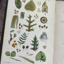 Load image into Gallery viewer, 1898 An Introduction to the Study of Microscopic Fungi; Illustrated Victorian Book