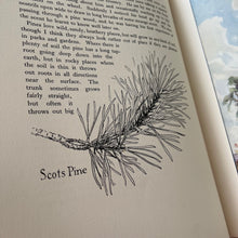Load image into Gallery viewer, Our Friendly Trees by Barbara Briggs; Vintage Illustrated Book with Dust Jacket