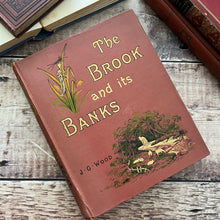 Load image into Gallery viewer, The Brook and Its Banks by J G Wood Natural History Illustrated Book (E)