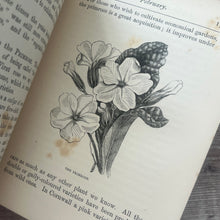 Load image into Gallery viewer, A Year with the Wild Flowers by Edith Waddy; Victorian Illustrated Botany Book