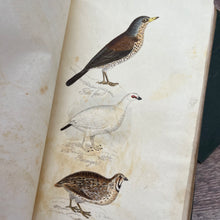 Load image into Gallery viewer, 1834 The Feathered Tribes of the British Isles by Robert Mudie Hand Coloured Illustrations