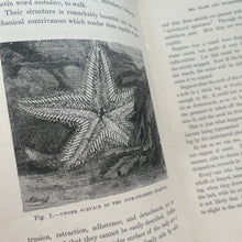 Load image into Gallery viewer, Half Hours With a Naturalist Rambles Near the Shore; Antique Natural History Book