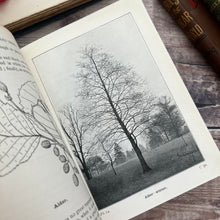 Load image into Gallery viewer, 1904 Wayside and Woodland Trees; A Pocket Guide to the British Sylva