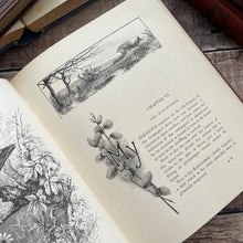 Load image into Gallery viewer, The Brook and Its Banks by J G Wood Natural History Illustrated Book (E)