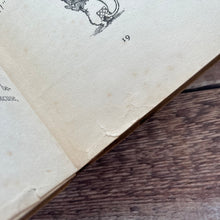 Load image into Gallery viewer, 1913 Merry Animal Tales by Madge A Bigham Illustrated by Margaret Tarrant