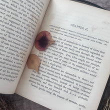 Load image into Gallery viewer, Wonders of the Waters; Circa 1846 Early Victorian Nature Book Illustrated