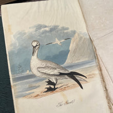 Load image into Gallery viewer, 1834 The Feathered Tribes of the British Isles by Robert Mudie Hand Coloured Illustrations