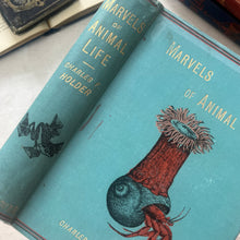 Load image into Gallery viewer, Marvels of Animal Life by Charles Frederick Holder; Stunning Victorian Illustrated Book
