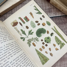 Load image into Gallery viewer, 1898 An Introduction to the Study of Microscopic Fungi; Illustrated Victorian Book