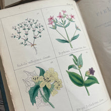 Load image into Gallery viewer, 1852 Popular Field Botany by Agnes Catlow; Third Edition with Hand Coloured Plates
