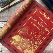 Load image into Gallery viewer, 1877 Sketches of Animal Life and Habits by Andrew Wilson; Illustrated Nature Book