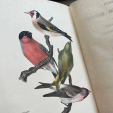 Load image into Gallery viewer, 1853 Popular British Ornithology by P.H.Gosse; Second Edition with Hand Coloured Plates