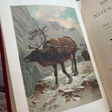 Load image into Gallery viewer, The Boy's Own Book of Natural History by Rev JG Wood; Jessie King Design Cover