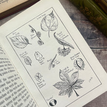 Load image into Gallery viewer, Talks About Trees by John W Gofton Antique Nature Book Illustrated