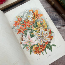 Load image into Gallery viewer, 1897 Beeton's New Dictionary of Every-day Gardening; Victorian Illustrated Book