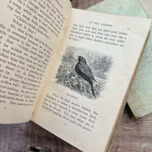 Load image into Gallery viewer, The Little Naturalist Series; In the Garden and At the Seaside Illustrated Books