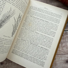 Load image into Gallery viewer, Corn, Roots, and Other Crops of the Farm; Illustrated Late Victorian Book