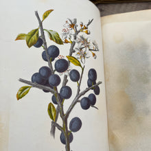 Load image into Gallery viewer, Familiar Wild Flowers Third Series by Edward Hulme; Half Leather Illustrated Book
