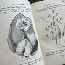 Load image into Gallery viewer, 1880 Ponds and Ditches; Natural History Rambles Illustrated Victorian Book