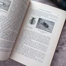 Load image into Gallery viewer, 1912 The Outdoor World or The Young Collector's Handbook by W Furneaux; Illustrated