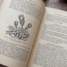 Load image into Gallery viewer, 1884 Hardy Perennials and Old Fashioned Garden Flowers by John Wood; Late Victorian Illustrated Book