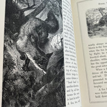 Load image into Gallery viewer, Victorian Book of Field Friends and Forest Foes; Illustrated 19th Century Book