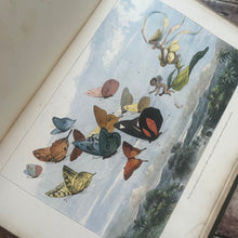 Load image into Gallery viewer, 1870 Rare First Edition of Fairyland; Pictures from the Elf World by Richard Doyle