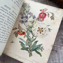 Load image into Gallery viewer, 1855 Popular Garden Botany by Agnes Catlow; First Edition with Hand Coloured Plates