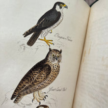 Load image into Gallery viewer, 1834 The Feathered Tribes of the British Isles by Robert Mudie Hand Coloured Illustrations