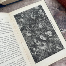 Load image into Gallery viewer, Two Volumes of Small Vintage Nature Books...British Fungi and Ferns
