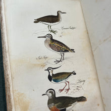 Load image into Gallery viewer, 1834 The Feathered Tribes of the British Isles by Robert Mudie Hand Coloured Illustrations
