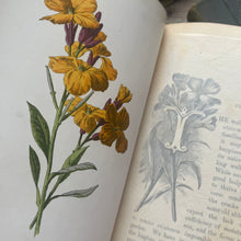 Load image into Gallery viewer, Familiar Wild Flowers Five Volumes; Half Leather Illustrated Set