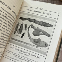Load image into Gallery viewer, 1910 Gleanings from the Fields of Nature by Edward T Connold; Illustrated Book