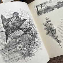 Load image into Gallery viewer, The Brook and Its Banks by J G Wood Natural History Illustrated Book (E)