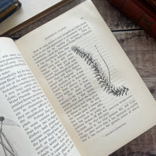 Load image into Gallery viewer, 1880 Ponds and Ditches; Natural History Rambles Illustrated Victorian Book