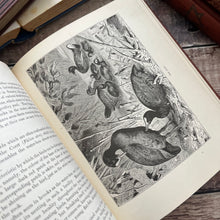 Load image into Gallery viewer, The Brook and Its Banks by J G Wood Natural History Illustrated Book (E)