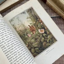 Load image into Gallery viewer, 1919 Birds in Town and Village; Illustrated by Edmund Detmold Colour Plates