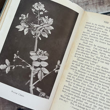 Load image into Gallery viewer, 1909 The Stream I Know; Early 20th Century Edwardian Illustrated Book