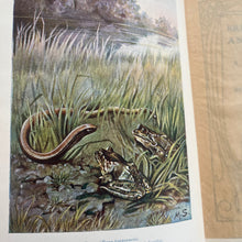 Load image into Gallery viewer, 1913 Reptiles and Amphibians by A Nicol Simpson; Peeps at Nature Series First Edition