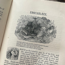 Load image into Gallery viewer, 1859 The Young Lady's Book A Manual of Elegant Recreations, Arts, Sciences and Accomplishments