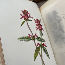 Load image into Gallery viewer, Familiar Wild Flowers Third Series by Edward Hulme; Half Leather Illustrated Book