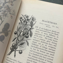 Load image into Gallery viewer, Familiar Wild Flowers Five Volumes; Half Leather Illustrated Set