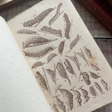 Load image into Gallery viewer, 1860 British Butterflies by WS Coleman Illustrated with Plates