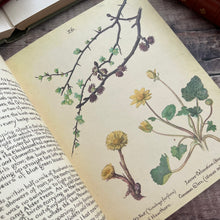 Load image into Gallery viewer, 1978 The Country Diary of an Edwardian Lady; Vintage Hardback with DJ