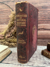 Load image into Gallery viewer, 1891 Curiosities of Natural History by Francis Buckland; Victorian Illustrated Book