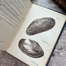 Load image into Gallery viewer, 1880 The Land and Freshwater Shells of the British Isles; Illustrated Victorian Book