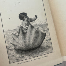 Load image into Gallery viewer, Marvels of Animal Life by Charles Frederick Holder; Stunning Victorian Illustrated Book