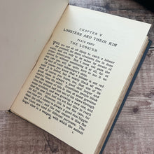 Load image into Gallery viewer, The Sea Shore Shown to the Children Antique Nature Wildlife Book...published by T.C & E.C Jack Ltd