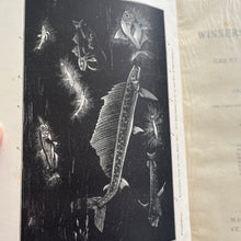 Load image into Gallery viewer, 1909 Winners in Life's Race by Arabella Buckley Illustrated Antique Book